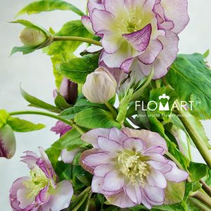 Helleborus Double Ellen Pink - Image 2