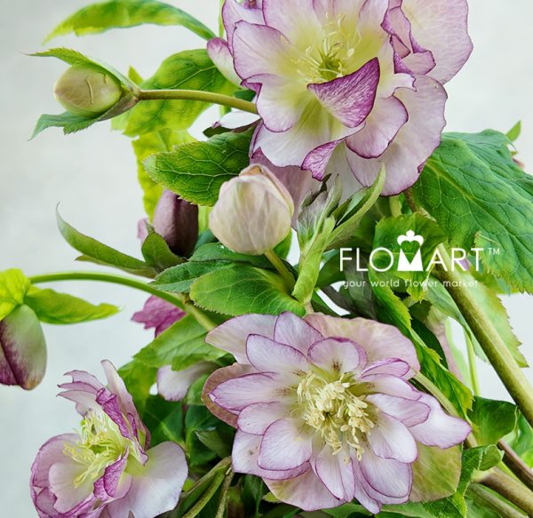 Helleborus Double Ellen Pink