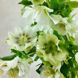 Helleborus Double Ellen White