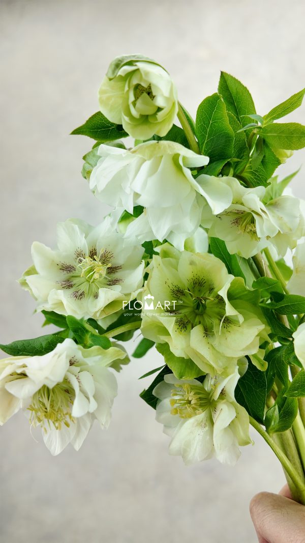 Helleborus Double Ellen White