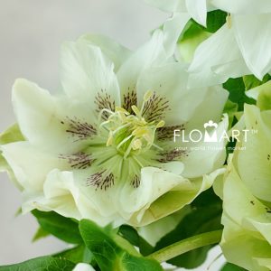 Helleborus Double Ellen White - Image 2