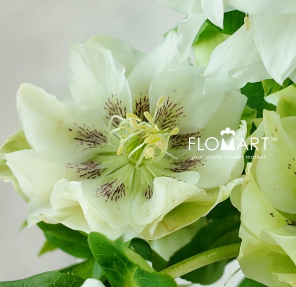 Helleborus Double Ellen White