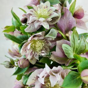 Helleborus Double Picotee