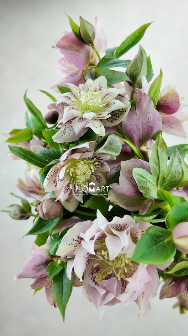 Helleborus Double Picotee