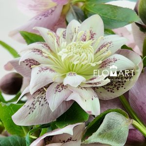 Helleborus Double Picotee - Image 2