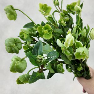 Helleborus Green