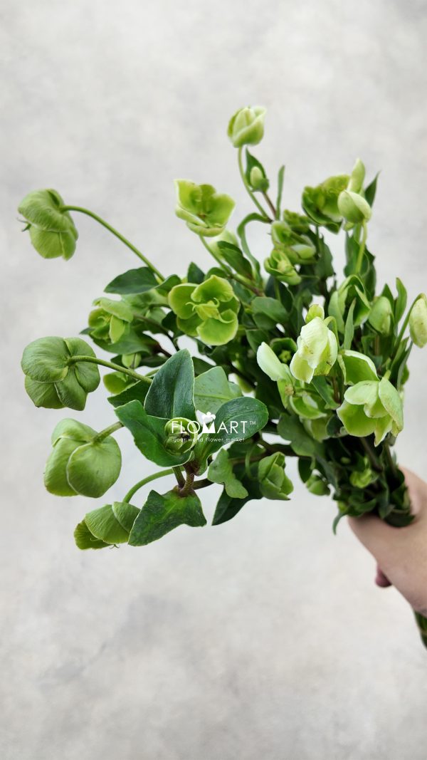 Helleborus Green