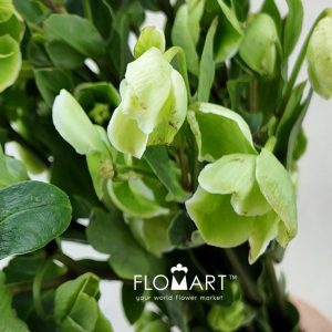 Helleborus Green - Image 2
