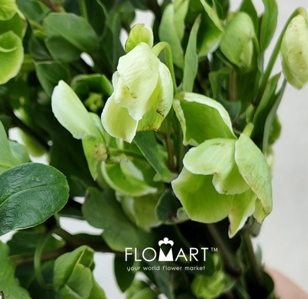 Helleborus Green