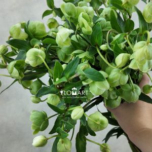 Helleborus Magnificent Bells