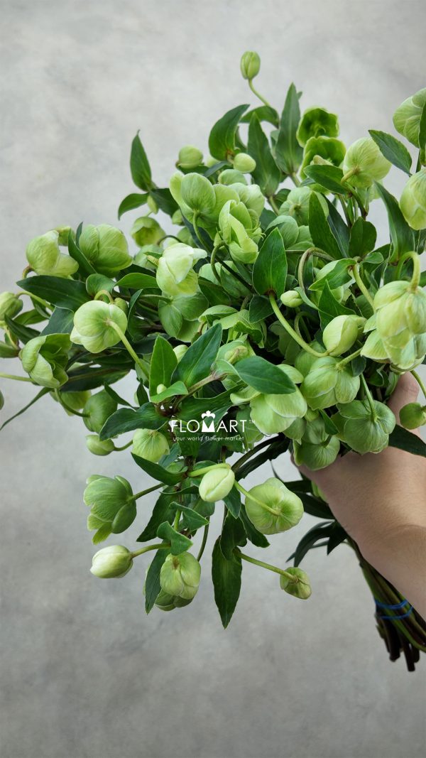 Helleborus Magnificent Bells