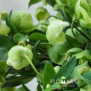 Helleborus Magnificent Bells - Image 2