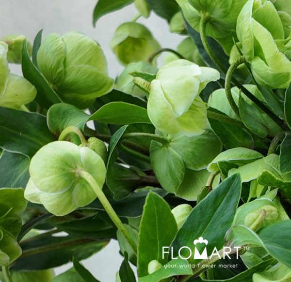 Helleborus Magnificent Bells