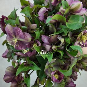 Helleborus Mammoth Pink