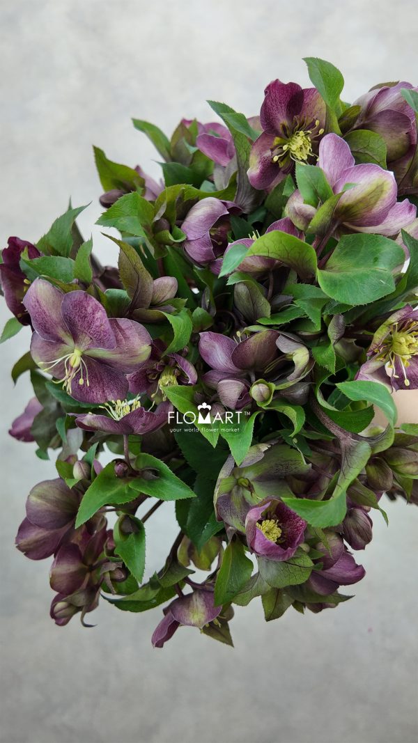 Helleborus Mammoth Pink