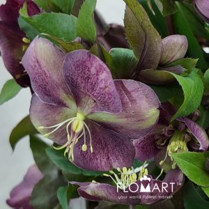 Helleborus Mammoth Pink - Image 2