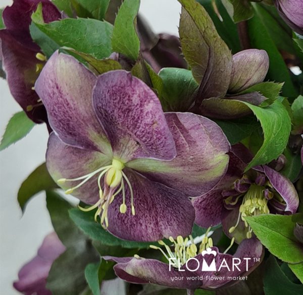 Helleborus Mammoth Pink