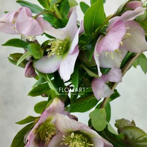 Helleborus Queens Light Pink