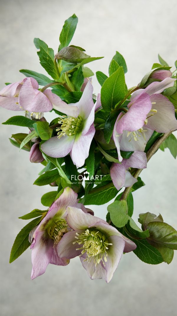 Helleborus Queens Light Pink