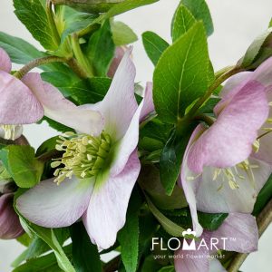 Helleborus Queens Light Pink - Image 2