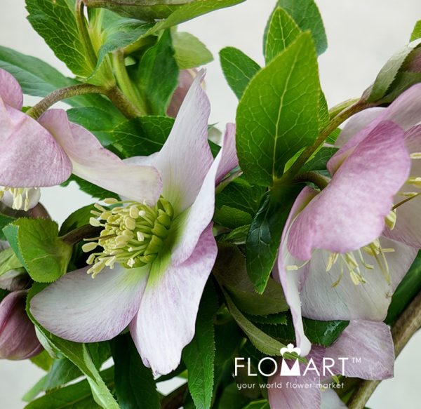 Helleborus Queens Light Pink