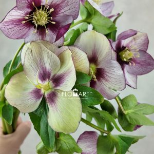 Helleborus Queens Picotee