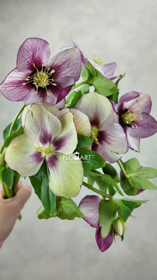 Helleborus Queens Picotee