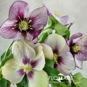 Helleborus Queens Picotee - Image 2
