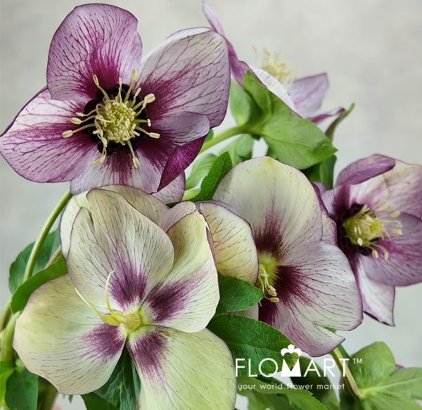 Helleborus Queens Picotee