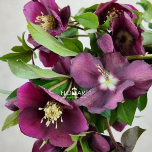 Helleborus Queens Red