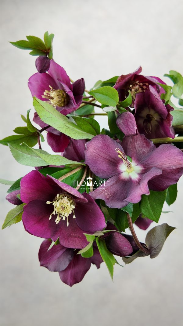 Helleborus Queens Red