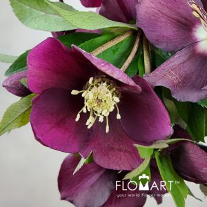 Helleborus Queens Red - Image 2