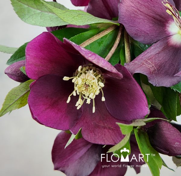 Helleborus Queens Red