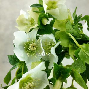 Helleborus Queens White