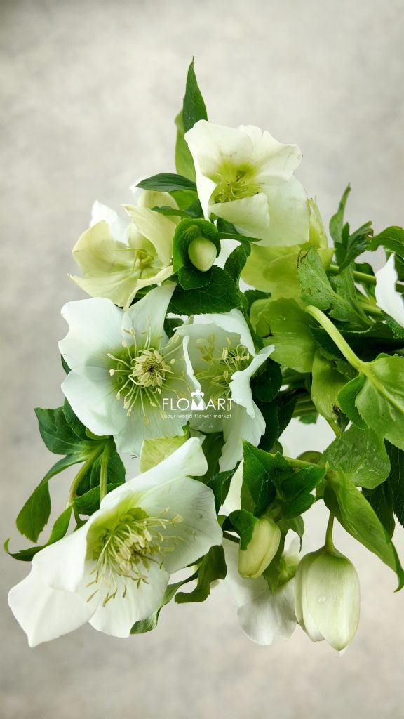 Helleborus Queens White