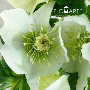 Helleborus Queens White - Image 2