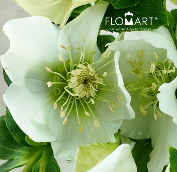 Helleborus Queens White