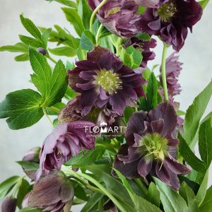 Helleborus double Purple Snij