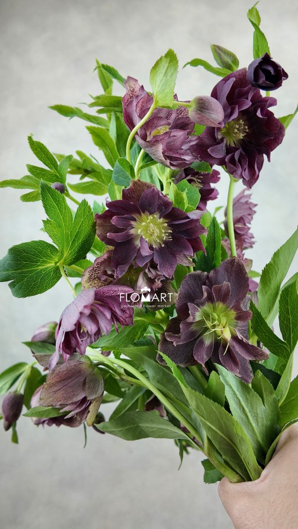 Helleborus double Purple Snij