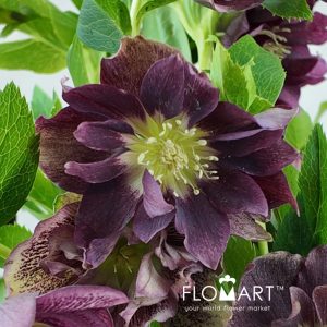 Helleborus double Purple Snij - Image 2