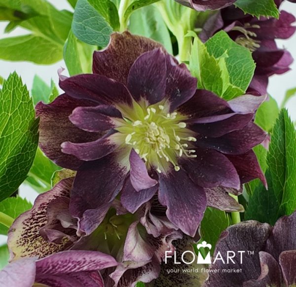 Helleborus double Purple Snij