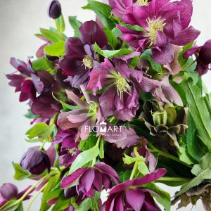 Helleborus double Red Snij
