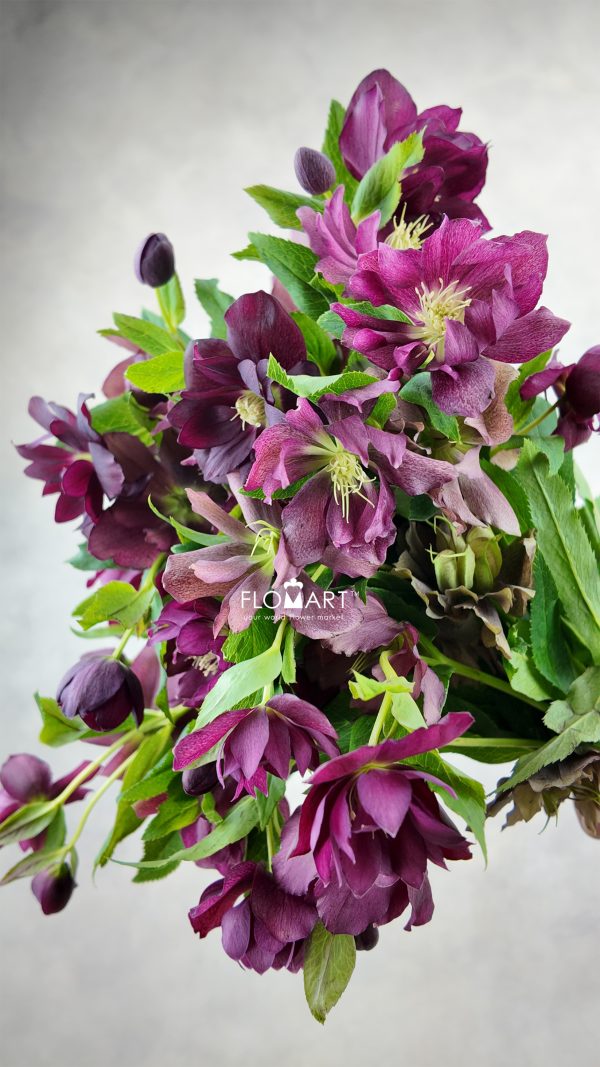 Helleborus double Red Snij