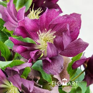 Helleborus double Red Snij - Image 2