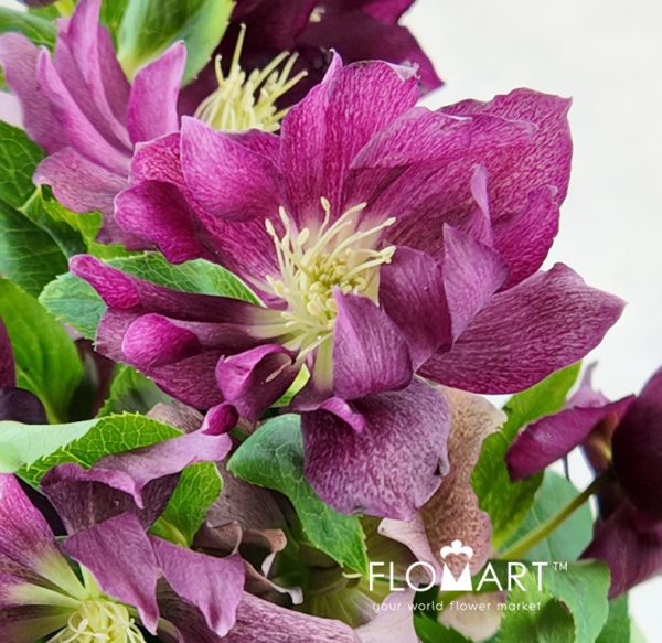 Helleborus double Red Snij