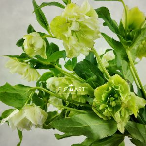 Helleborus double White Snij