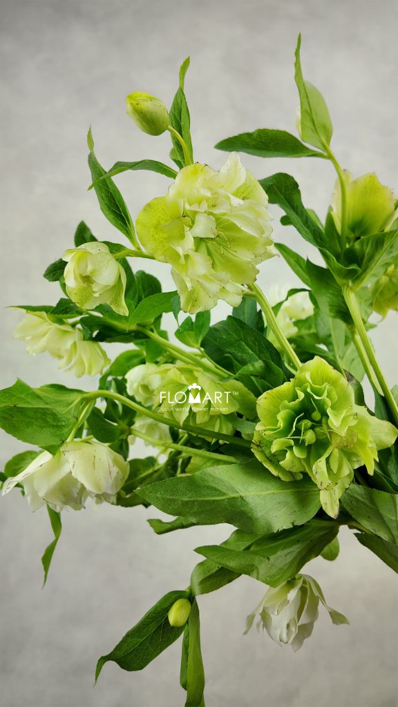 Helleborus double White Snij