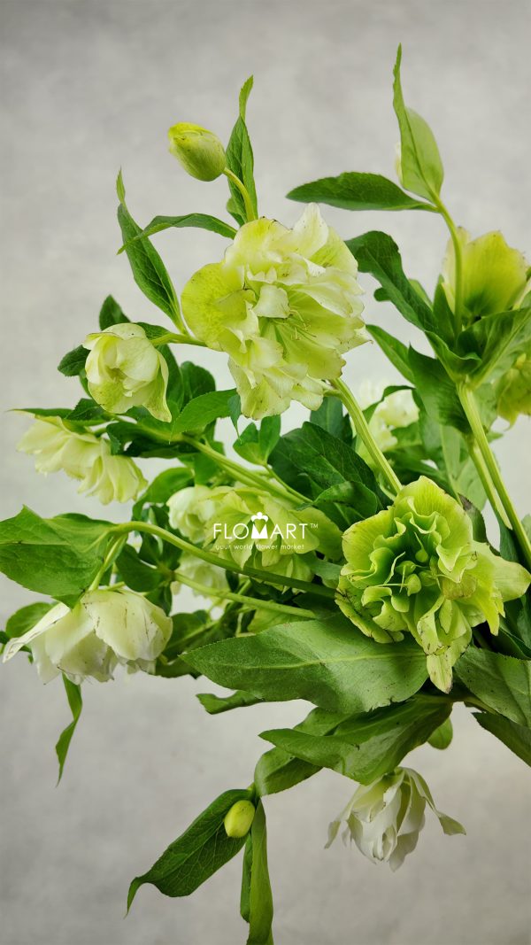 Helleborus double White Snij