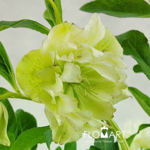 Helleborus double White Snij - Image 2