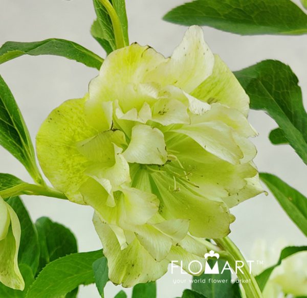Helleborus double White Snij